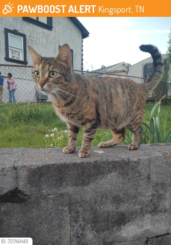 Found/Stray Unknown Cat last seen Dalton off virgil, Kingsport, TN 37665