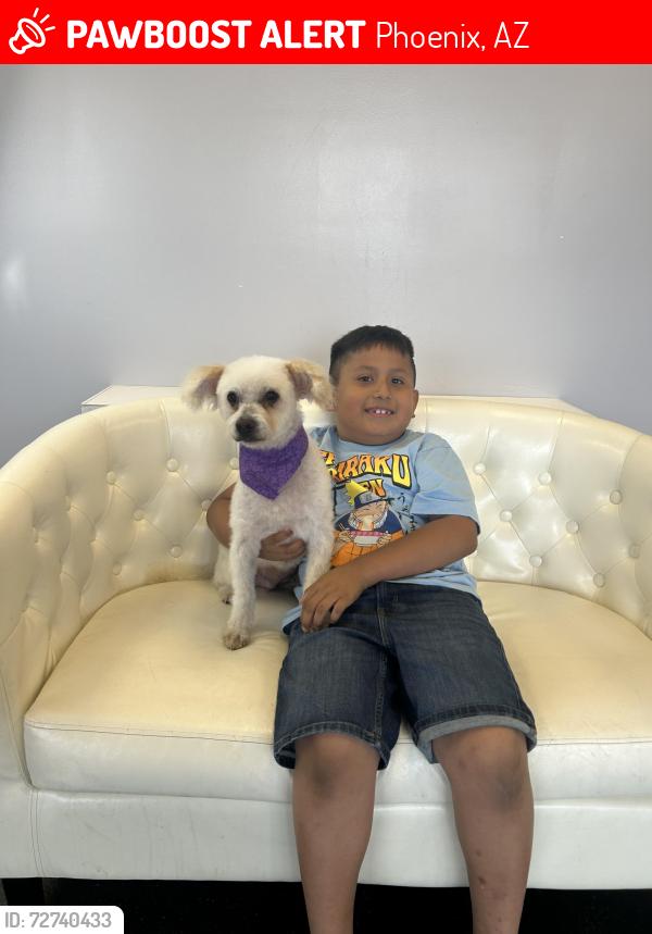 Lost Female Dog last seen Near w granada rd phx az 85009, Phoenix, AZ 85003
