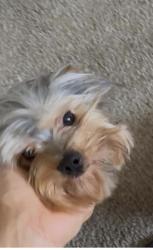 Lost Male Dog last seen Creek bridge neighborhood in Salina’s, Salinas, CA 93906