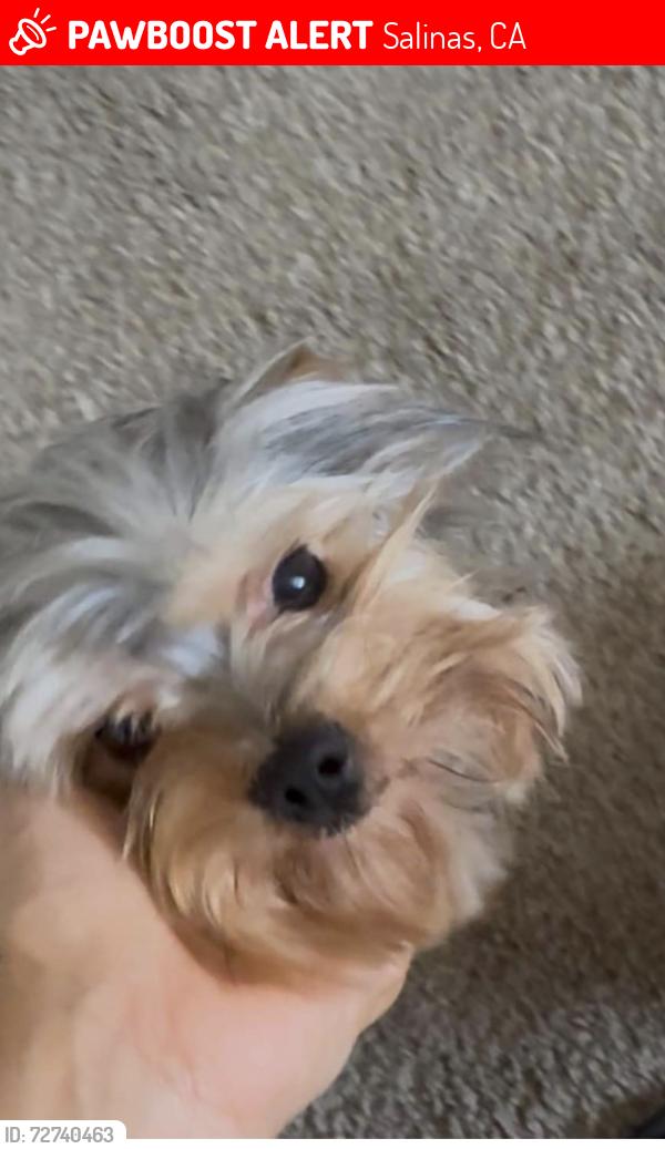 Lost Male Dog last seen Creek bridge neighborhood in Salina’s, Salinas, CA 93906