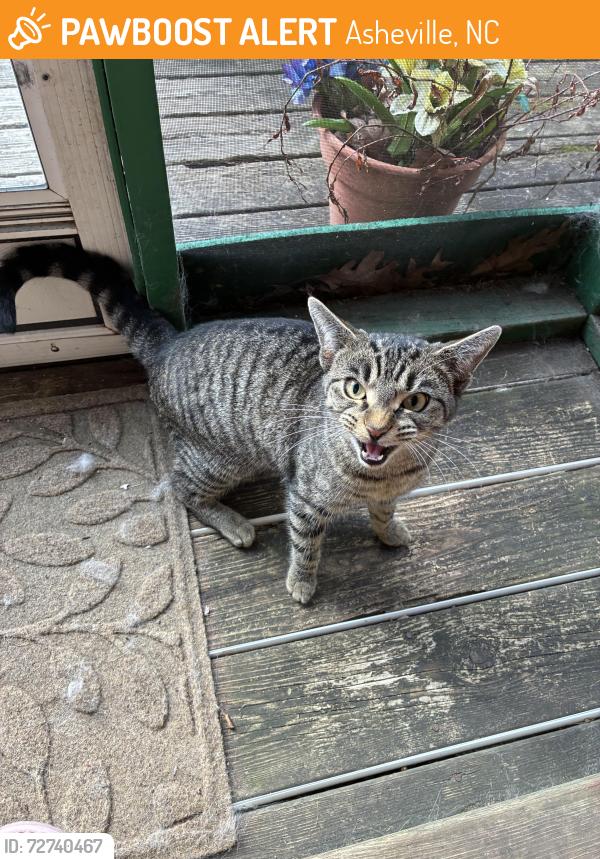 Found/Stray Female Cat last seen Courtland pl. and Courtland st. , Asheville, NC 28801