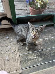 Found/Stray Female Cat last seen Courtland pl. and Courtland st. , Asheville, NC 28801