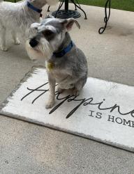 Lost Male Dog last seen 146th and Marilyn Road, Noblesville, IN 46060