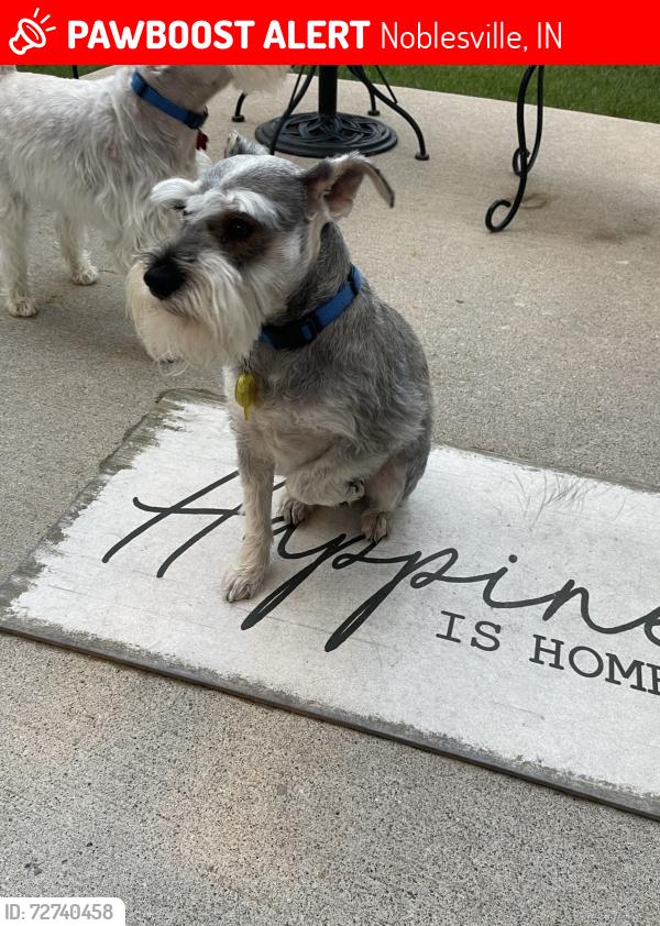 Lost Male Dog last seen 146th and Marilyn Road, Noblesville, IN 46060