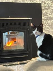 Lost Male Cat last seen Near Blevens drive , Manchester, NH 03104