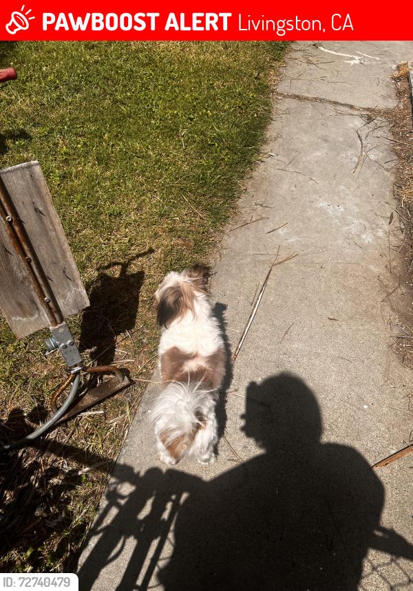 Lost Male Dog last seen J st Livingston CA , Livingston, CA 95334