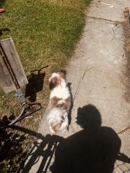 Lost Male Dog last seen J st Livingston CA , Livingston, CA 95334
