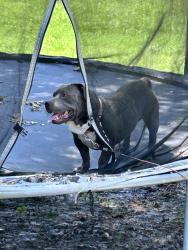 Lost Male Dog last seen Nails by rebecca, Trinity, TX 75862