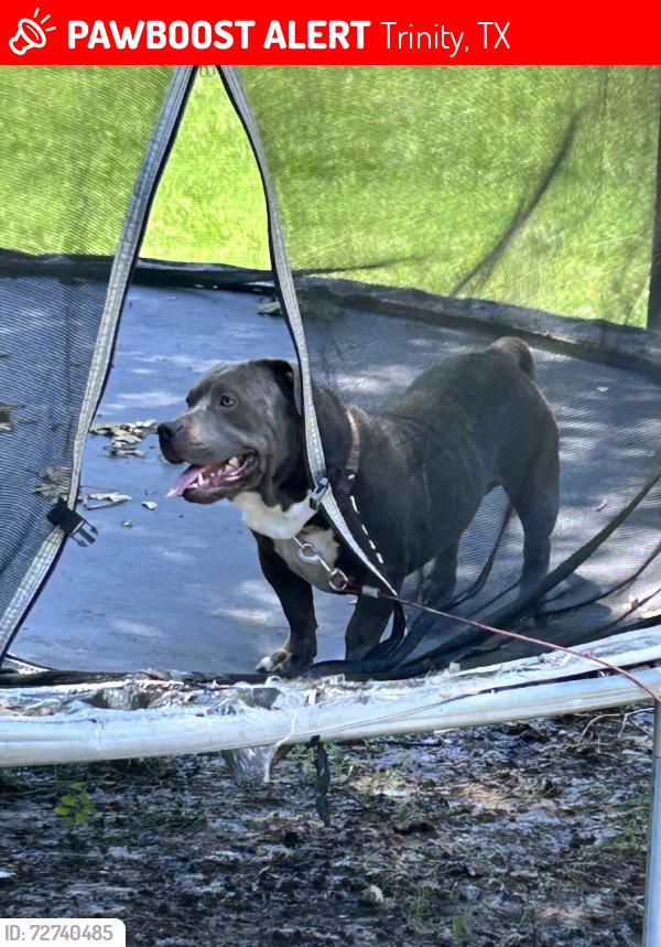 Lost Male Dog last seen Nails by rebecca, Trinity, TX 75862