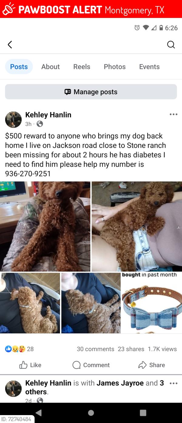 Lost Male Dog last seen Jackson road and 1486, Montgomery, TX 77316