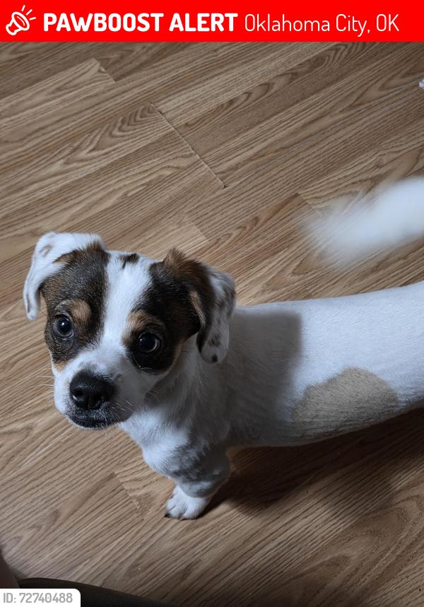 Lost Male Dog last seen Grand Blvd & Robinson, Oklahoma City, OK 73109