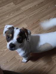 Lost Male Dog last seen Grand Blvd & Robinson, Oklahoma City, OK 73109