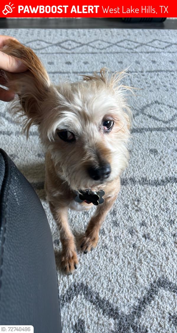 Lost Male Dog last seen forest area, West Lake Hills, TX 78746