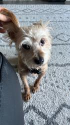 Lost Male Dog last seen forest area, West Lake Hills, TX 78746