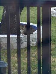 Found/Stray Unknown Cat last seen Finch Ave and Darcel Ave, Mississauga, ON L4T 3A9