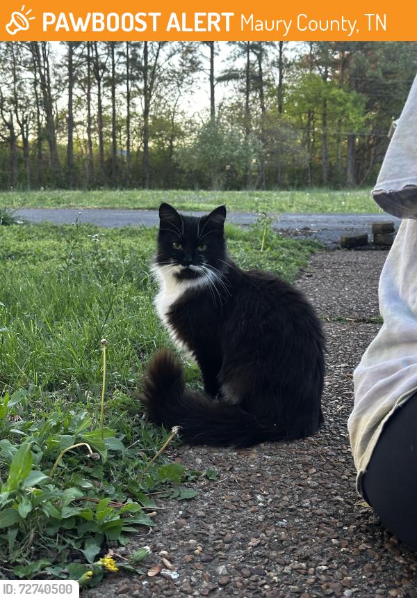 Found/Stray Female Cat last seen Hermitage Circle off Zion Rd, Maury County, TN 38401