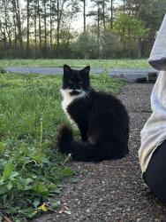 Found/Stray Female Cat last seen Hermitage Circle off Zion Rd, Maury County, TN 38401