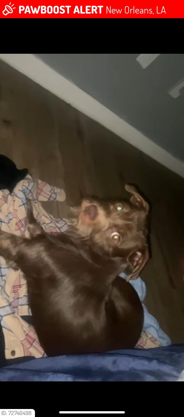 Lost Female Dog last seen Walgreens on read , New Orleans, LA 70126