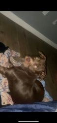 Lost Female Dog last seen Walgreens on read , New Orleans, LA 70126