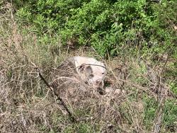 Found/Stray Male Dog last seen Seen on hiking trail -loop1- inside the Oak Cliff Nature Preserve, off Pierce Street, Dallas, TX 75233