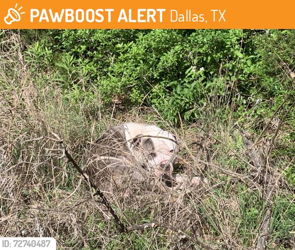 Found/Stray Male Dog last seen Seen on hiking trail -loop1- inside the Oak Cliff Nature Preserve, off Pierce Street, Dallas, TX 75233