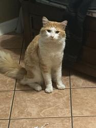 Lost Male Cat last seen ..., Tracy, CA 95376