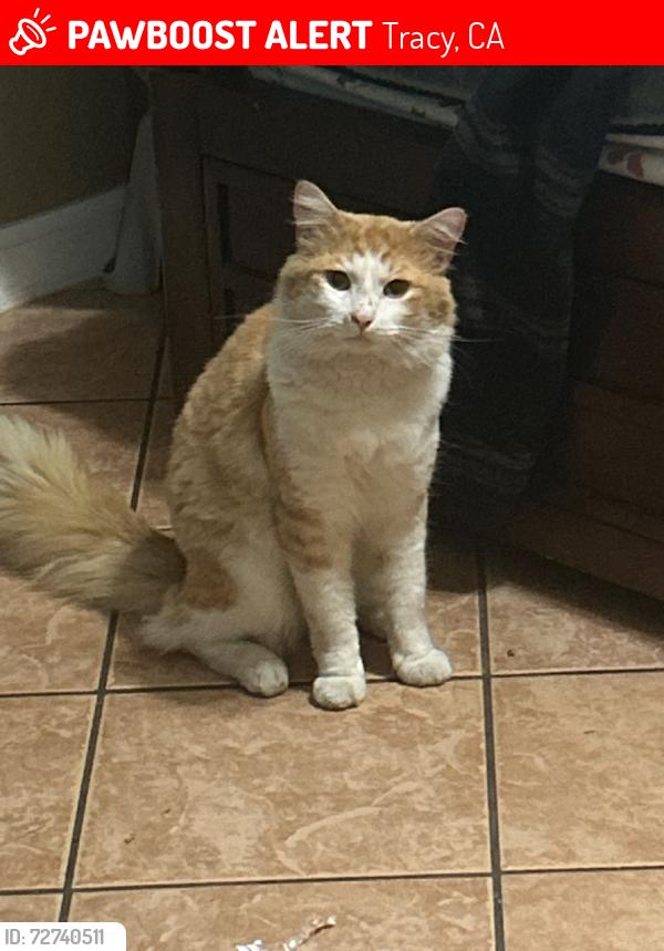 Lost Male Cat last seen ..., Tracy, CA 95376