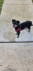 Found/Stray Male Dog last seen 172nd, Pembroke Pines, FL 33028