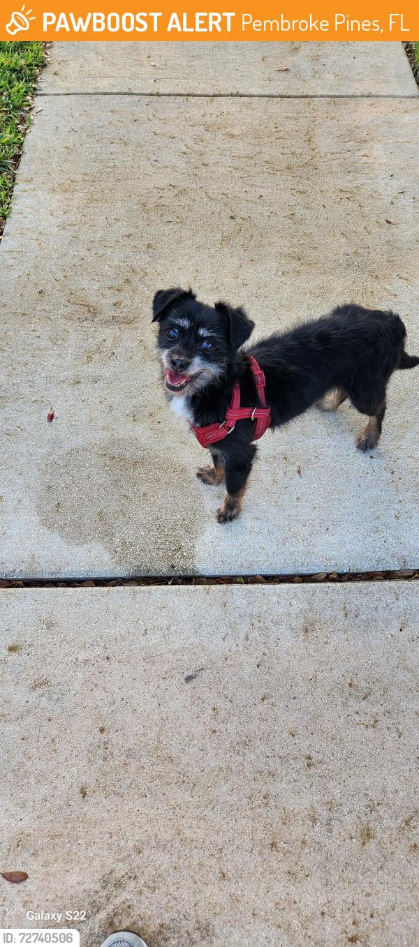 Found/Stray Male Dog last seen 172nd, Pembroke Pines, FL 33028