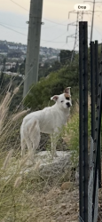 Found/Stray Unknown Dog last seen Camino Berdecio , San Diego, CA 92111