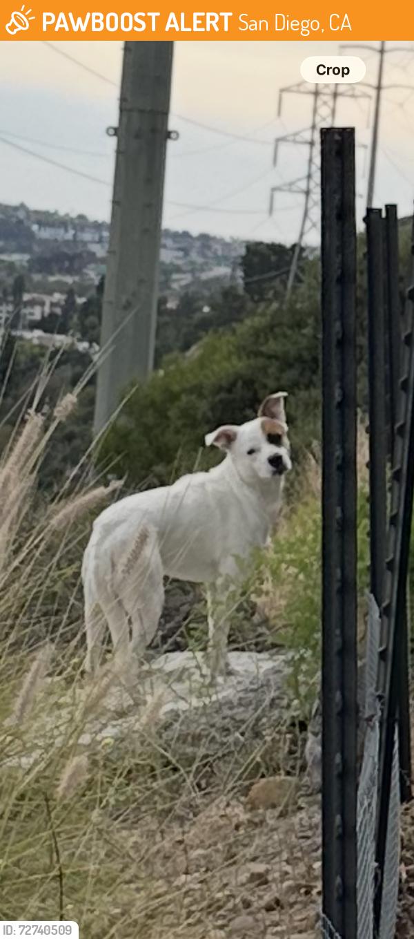 Found/Stray Unknown Dog last seen Camino Berdecio , San Diego, CA 92111