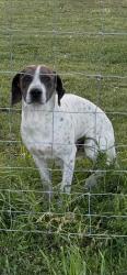 Found/Stray Male Dog last seen Cash point church, Lincoln County, TN 38449