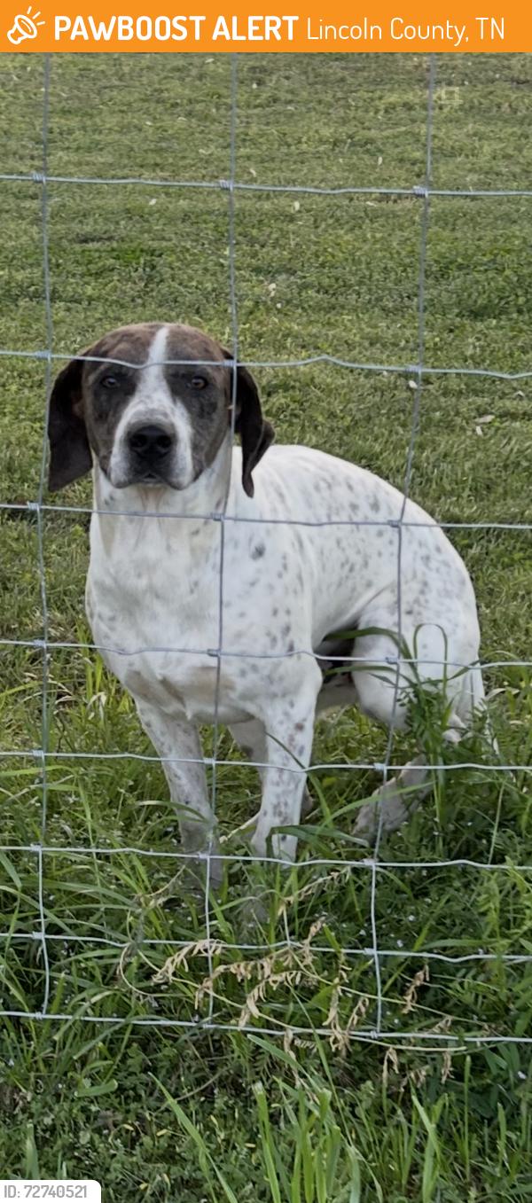 Found/Stray Male Dog last seen Cash point church, Lincoln County, TN 38449
