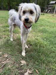 Found/Stray Unknown Dog last seen Brent and Tenneryville , Longview, TX 75604
