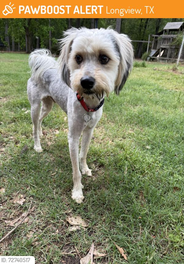 Found/Stray Unknown Dog last seen Brent and Tenneryville , Longview, TX 75604
