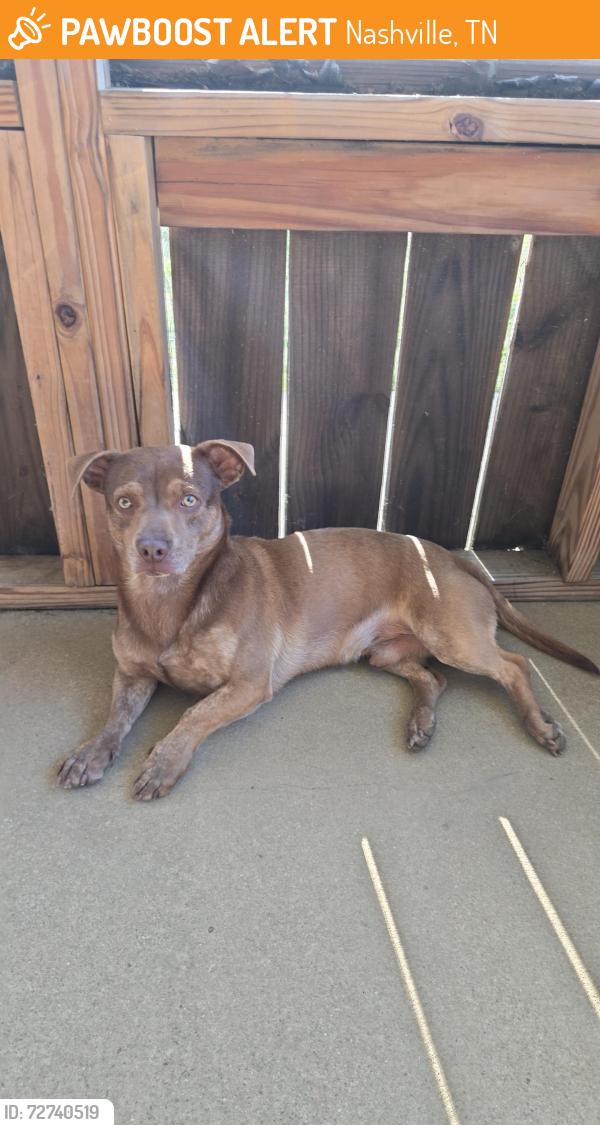 Found/Stray Male Dog last seen Franklin, Nashville, TN 37013