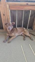 Found/Stray Male Dog last seen Franklin, Nashville, TN 37013