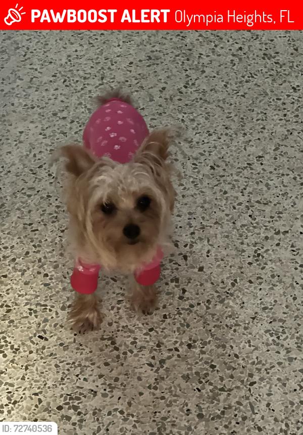 Lost Female Dog last seen Newr location, Olympia Heights, FL 33165