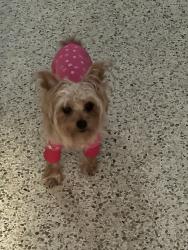 Lost Female Dog last seen Newr location, Olympia Heights, FL 33165