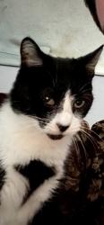 Lost Female Cat last seen Caldera street, Sacramento, CA 95826