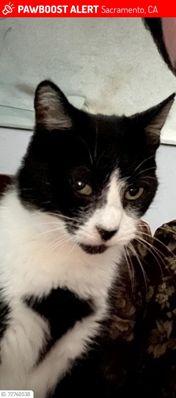 Lost Female Cat last seen Caldera street, Sacramento, CA 95826