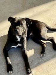 Found/Stray Male Dog last seen Near 48th st, noble OK , Noble, OK 73068
