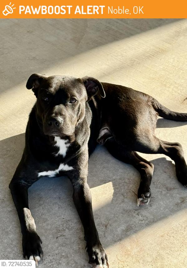 Found/Stray Male Dog last seen Near 48th st, noble OK , Noble, OK 73068