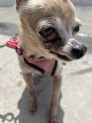Lost Female Dog last seen W Jefferson st, Grand Prairie, TX 75051