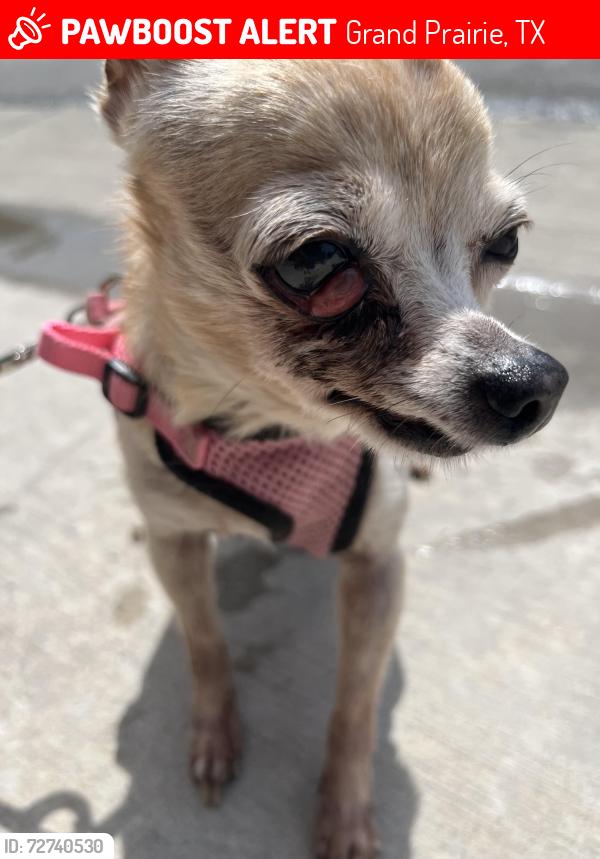 Lost Female Dog last seen W Jefferson st, Grand Prairie, TX 75051