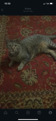 Lost Female Cat last seen North Myrtle , Clearwater, FL 33755