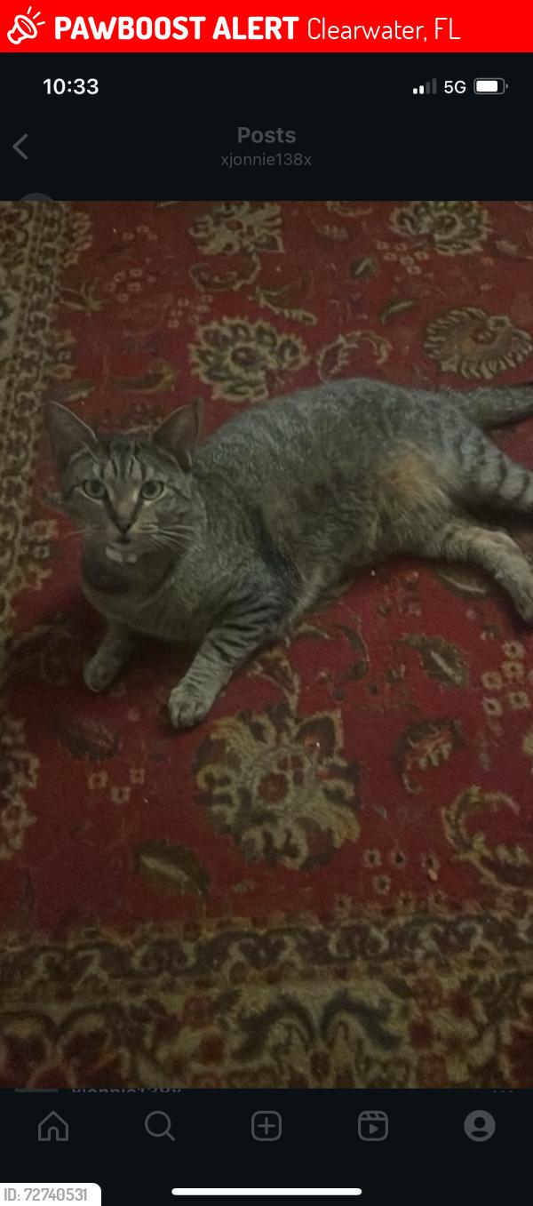Lost Female Cat last seen North Myrtle , Clearwater, FL 33755