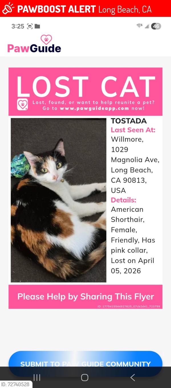 Lost Female Cat last seen Crystal Ct , W 11th st , long Beach , Long Beach, CA 90813