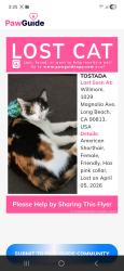 Lost Female Cat last seen Crystal Ct , W 11th st , long Beach , Long Beach, CA 90813