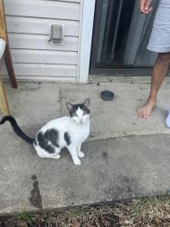 Found/Stray Male Cat last seen Belmont rd, Belmont Rd, VA 23235
